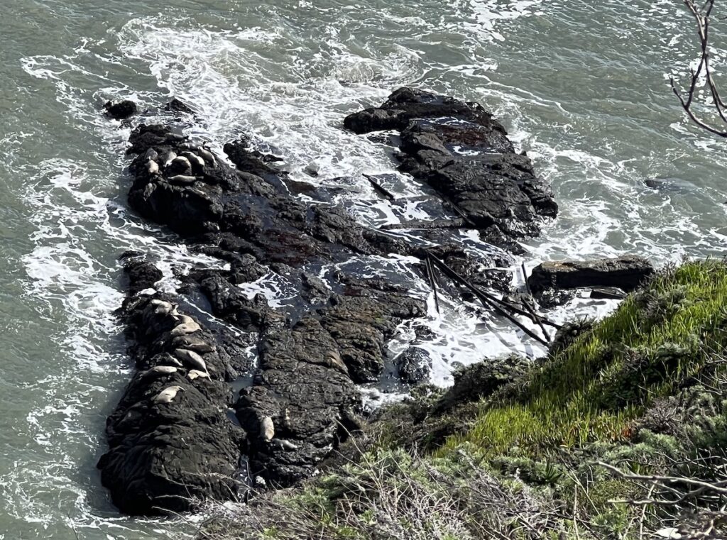 Pregnant harbor seals laying on the rocks in the Pacific Ocean off the Marin Headlands